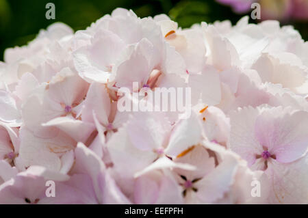 Ripresa macro di fiori di ortensie Foto Stock