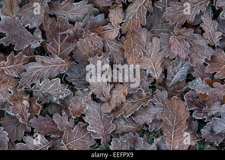 Frost coperto di foglie di quercia in inverno Foto Stock
