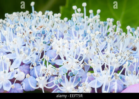 Macro shot di stami di fiori di ortensie Foto Stock