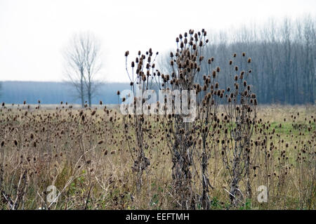 Una boccola grande cardi nel campo sminuisce in autunno e il prossimo inverno. Foto Stock