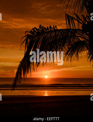 Tramonto Dorato con Palmtree Silhouette, Jaco Beach, Costa Rica, America Centrale Foto Stock