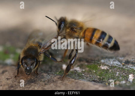 Berlino, Germania, Honey Bee tira un morto da bee hive Foto Stock