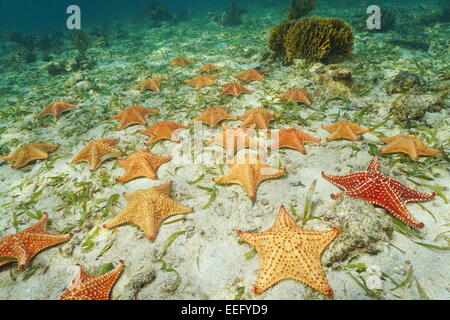 Gruppo di stelle marine, cuscino stella di mare Oreaster reticulatus, subacqueo sul fondo del mare, dei Caraibi Foto Stock