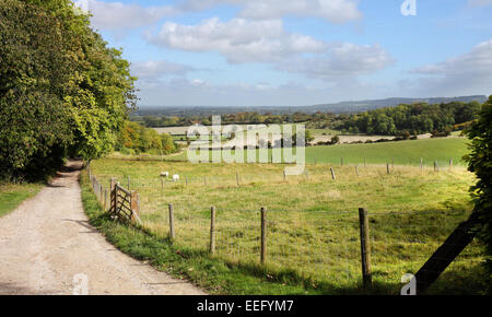 Un paesaggio rurale nella Chiltern Hills in Inghilterra con pecore al pascolo e la fattoria via Foto Stock