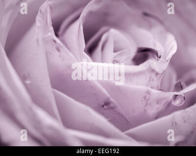 In bianco e nero di close-up immagine della goccia d'acqua sul petalo di rosa utilizzando lenti macro e nella fotocamera filtro viola Foto Stock