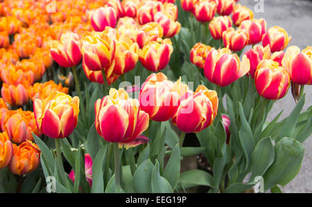 Righe di colorati vasi di tulipani in vendita in primavera in un giardino sul mercato. Foto Stock