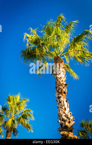 Le palme in Vilano Beach, Florida. Foto Stock