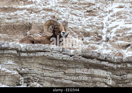 Un bighorn ram poggia su una scogliera nel Parco nazionale Badlands in Sud Dakota. Foto Stock