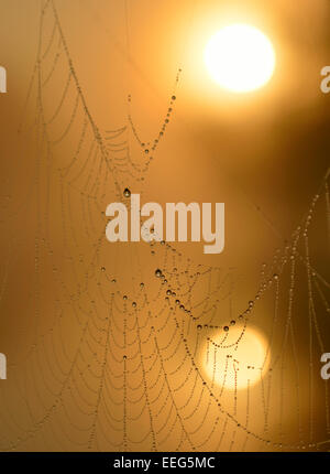 La rugiada-coperto spider web e RISING SUN riflette in la minore di penna stagni, Richmond Park, Londra