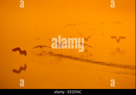 Oche del Canada decollare il minore dei due stagni di penna di sunrise, Richmond Park, London, Regno Unito Foto Stock