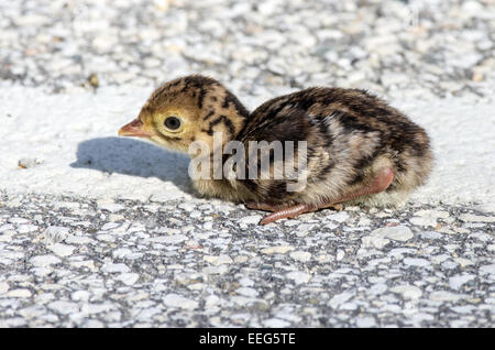 Un bambino il tacchino selvatico in strada. Foto Stock