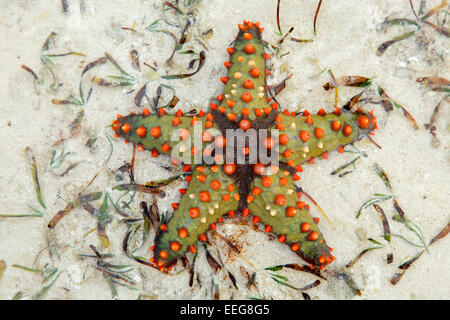 Starfish colorati sulla sabbia bagnata, isola di Zanzibar Foto Stock