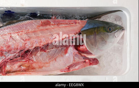 In filetti freschi pesce in un mercato giapponese Foto Stock
