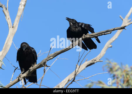 Little Crow, Corvus Reti, Australia Del Sud Foto Stock