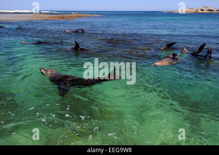 Nuova Zelanda le foche (Arctocephalus forsteri) crogiolarsi sulla superficie a West End, l'Isola di Rottnest, Australia occidentale Foto Stock