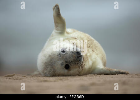 Guarnizione grigio (Halichoerus grypus) pup sventolare sulla spiaggia Foto Stock