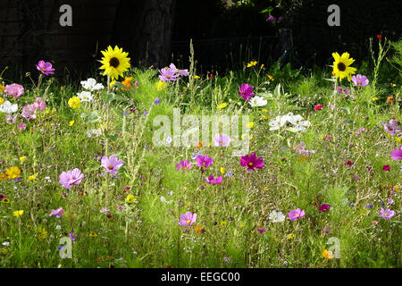 Bunte Blumenwiese im Sommer, fiori colorati in prato in estate, esterno, millefiori, fiori selvatici, prati, prati, fiori, flusso Foto Stock