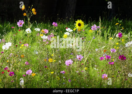 Bunte Blumenwiese im Sommer, fiori colorati in prato in estate, esterno, millefiori, fiori selvatici, prati, prati, fiori, flusso Foto Stock