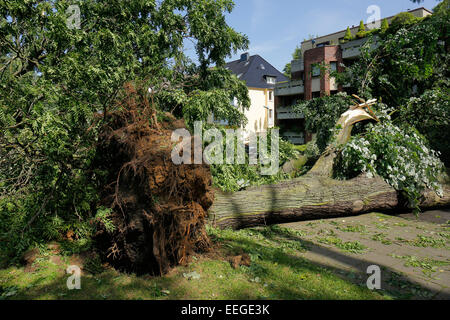 Essen, Germania, danni provocati dalla tempesta per le difficili condizioni atmosferiche di NRW Foto Stock