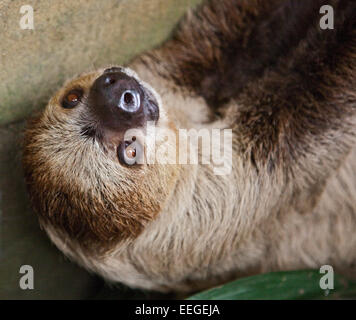 Linnaeus due dita bradipo (choloepus didactylus) Foto Stock