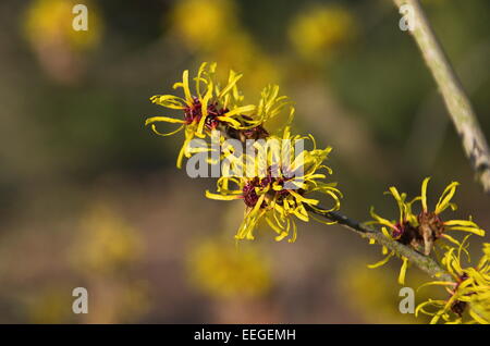 Hamamelis mollis, Amamelide Foto Stock