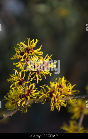 Hamamelis mollis, Amamelide Foto Stock