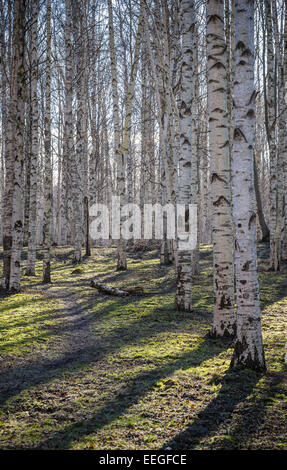 Legno di betulla in primavera Foto Stock