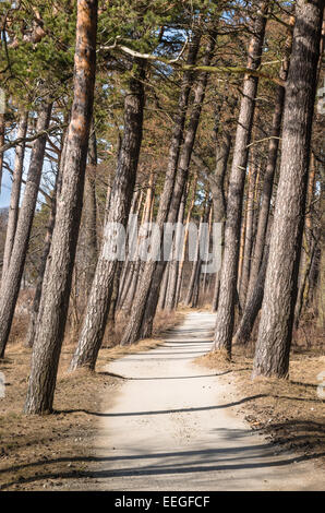 Alberi di pino in crescita sulla costa del Mar Baltico Foto Stock