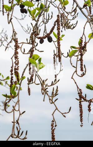 Alder rami con boccioli e foglie su un sfondo cielo. Tema della molla Foto Stock