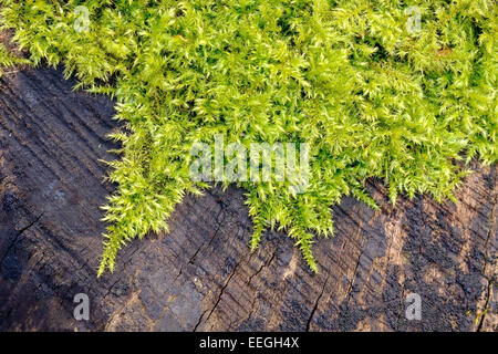 Verde muschio sphagnum cresce su un vecchio ceppo di albero in un bosco scozzese. Foto Stock