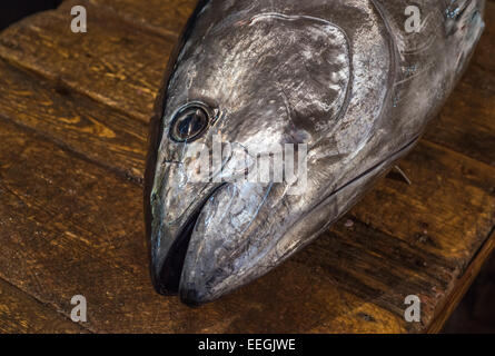 Testa di tonno al mercato del pesce Tsukiji, Tokyo, Giappone Foto Stock