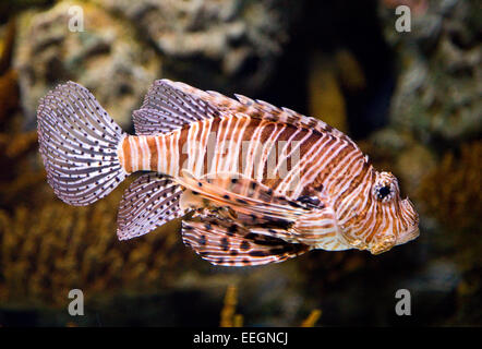 Il West Indian Ocean esemplare di Coelacanthus, è la maggior parte in via di estinzione ordine di animali in tutto il mondo. Foto Stock