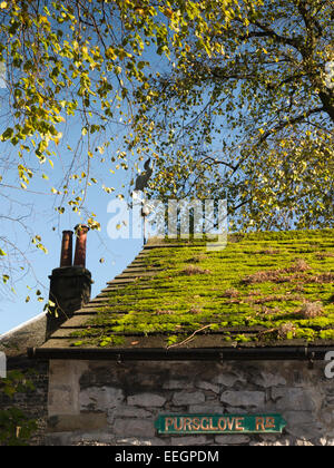 Regno Unito, Derbyshire, Tideswell, Pursglove Road, Flying Pig weathervane sulla sommità del muschio edificio coperto Foto Stock