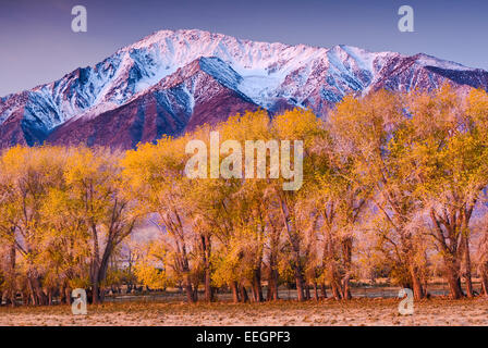 Mt Tom in Eastern Sierra Nevada e pioppi neri americani alberi nel fogliame di autunno a sunrise, Round Valley vicino a Vescovo, CALIFORNIA, STATI UNITI D'AMERICA Foto Stock