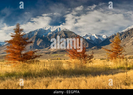 Cipressi in caduta delle foglie piantate nel Round Valley, Mt Tom e picchi intorno al Pine Creek Canyon in Sierra Nevada in Eastern Sie Foto Stock