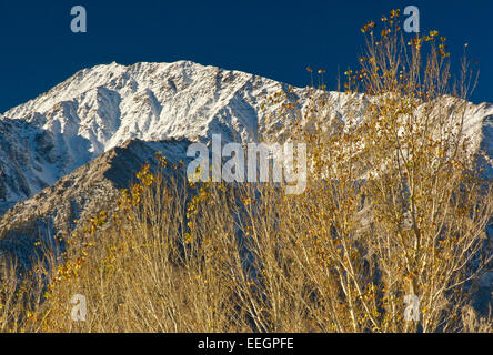 Mt Tom in Eastern Sierra Nevada e pioppi neri americani alberi all'alba in autunno a valle rotonda vicino al Vescovo, CALIFORNIA, STATI UNITI D'AMERICA Foto Stock