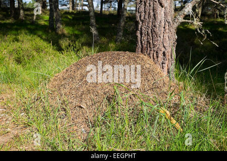 Un grande bosco ant (Formica aquilonia) nido in nativo di una foresta di pini, Scozia. Foto Stock
