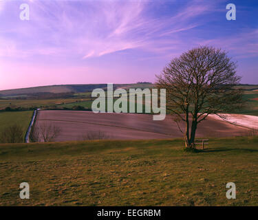 Vista dal nord da Cissbury Ring per Chanctonbury Ring sullo skyline, South Downs, West Sussex Foto Stock