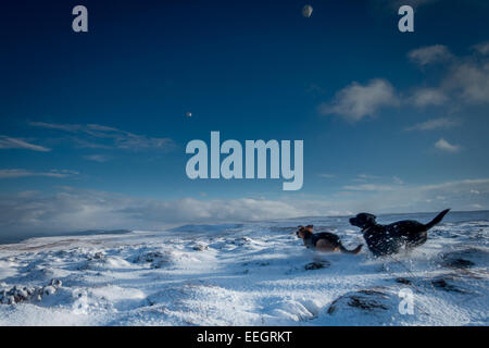 Animali domestici: cani a caccia di due snowballs nella neve, nello Yorkshire, Regno Unito Foto Stock