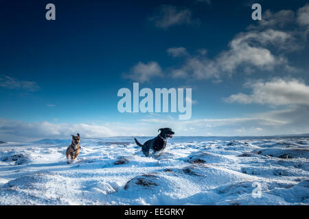 Animali domestici: Nero labrador e razza cane che corre nel paesaggio innevato in cielo blu, il Yorkshire, Regno Unito Foto Stock