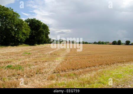 Un agricoltore del campo in Sud Walsham vicino a Norfolk Broads Foto Stock