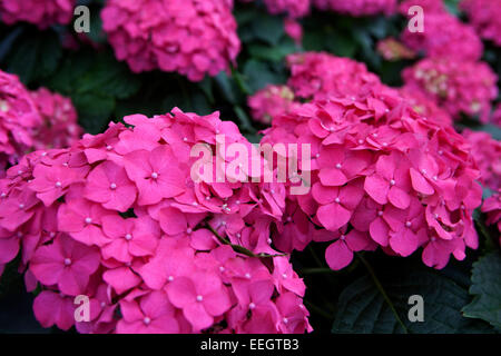 Hydrangea macrophylla fioritura Foto Stock