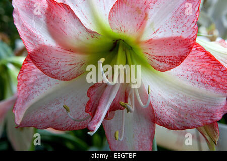 Amaryllis Hippeastrum, Foto Stock