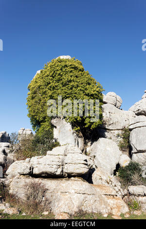 El Torcal de Antequera, Sierra del Torcal, Antequera, Malaga, Spagna. Carsica di formazioni di roccia Foto Stock