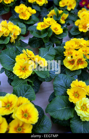 Primula acaulis, primrose, polyanthus, primule Foto Stock