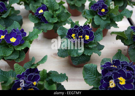 Primula acaulis, primrose, primrose polianthus in pentole Foto Stock