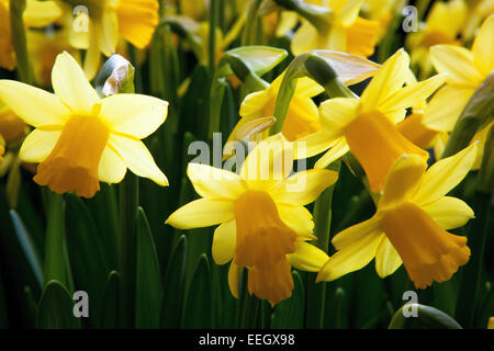 Narcissus gialli narcisi narcisi narcisi narcisi narcisi Foto Stock
