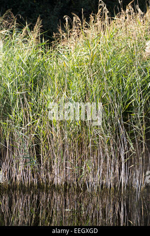 Canne crescente in Wicken Fen Cambridgeshire Foto Stock