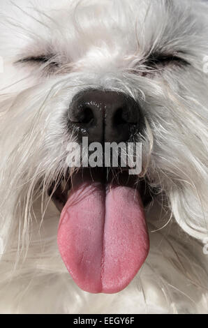 Un felice cercando Coton de Tulear cane, con la sua linguetta sporgente. Foto Stock
