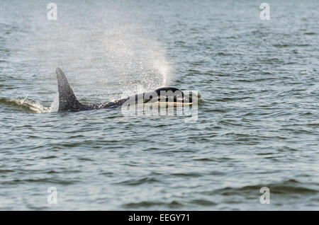 Residenti del sud Orca, J2, noto come Granny, vissuto da oltre cento anni. J pod , Orcinus orca, British Columbia, Canada Foto Stock